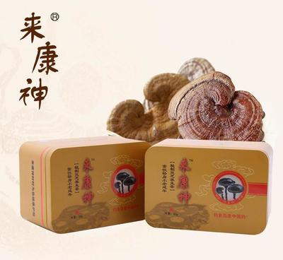 批發(fā)海拔800米一星秘制靈芝養(yǎng)生茶 天然免疫調節(jié)與抗疲勞之選